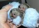 Precioso bebé capuchino y mono tití para la adopción